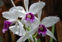 Risaralda Orchid Plantation Tour